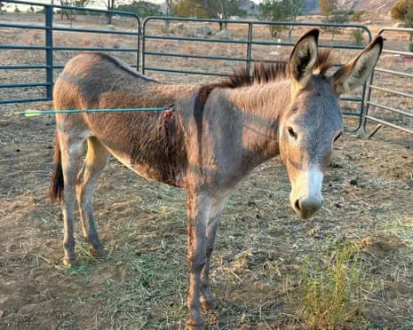 Donkey Healing After Newest Arrow Attack on Free-Roaming Asses in California