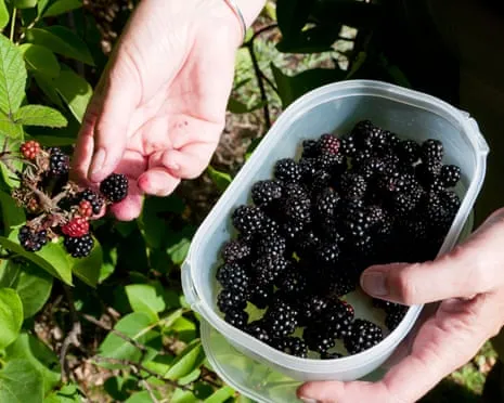 Wanted: Delicious Pastries to Put to Good Use a Abundance of Handmade Jam