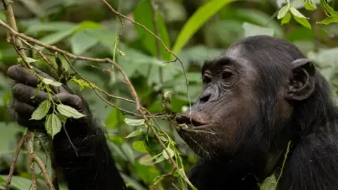 Wild Chimps Consuming the Equivalent of One Lager Each Day from Ripe Produce, Research Finds