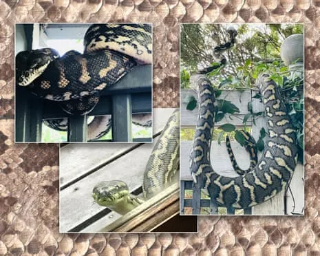 Welcoming the Reptiles in the Roof: An Evolution from Anxiety to Admiration