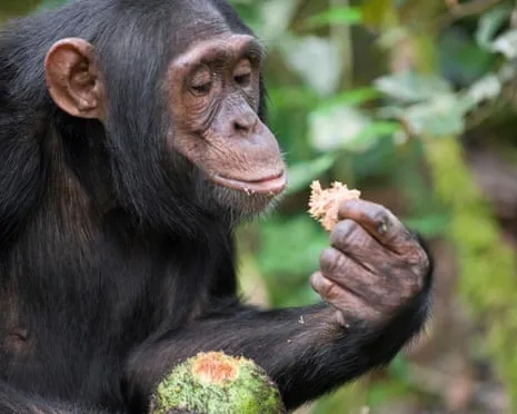 Apes Ingest Everyday Ethanol Equivalent to a Pint from Fermented Fruit